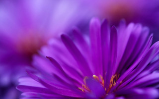 Purple flower yellow stamens macro 2 - a yellow staman free wallpaper for desktop
