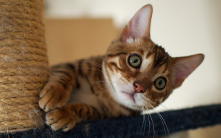 Curious cat scratching post felix - curious free wallpaper