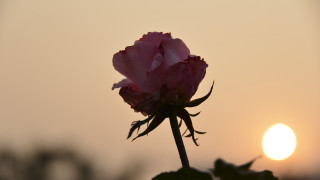 Pink flower sunset bud neo - single free wallpaper