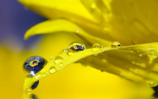 Yellow flower water droplets macro 13 - petal free wallpaper