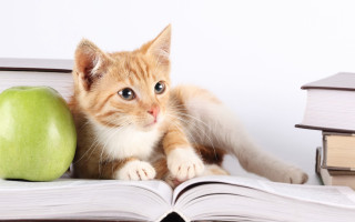 Cat book apple table books - academic free wallpaper