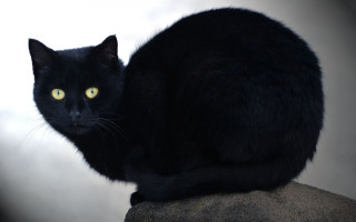 Black cat yellow eyes gothic 24 - a gray sky free wallpaper
