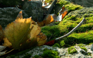 Leaf moss rock wall wire - a wire free wallpaper