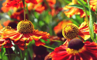Orange yellow flower field sunset - stem free wallpaper