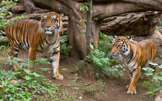 Tiger wildlife zoo nature outdoors - two tiger free wallpaper