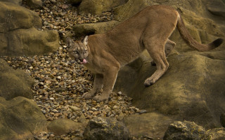 Mountain lion rocky hillside open - a mountain lion free wallpaper