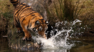 Tiger walking water splashing face - a tiger free wallpaper for desktop