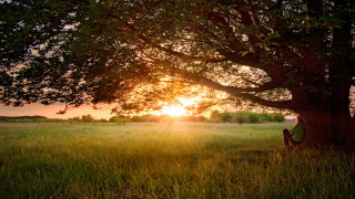 Person sitting under tree field - free summer wallpaper for desktop