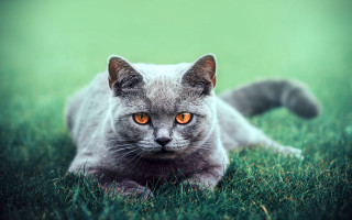 Cat grass orange eyes serious - orange eye free wallpaper