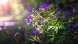 Purple flowers green leaves macro - a close up of a bunch free wallpaper for desktop