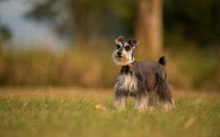 Small dog field grass tiltshift - a small dog free wallpaper