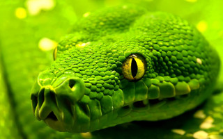 Green snake head leafy yellow - a close up free wallpaper for desktop