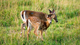 Deer mother young field nature - young free wallpaper