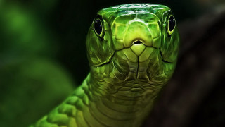 Green snake mouth open eyes - background of leaves free wallpaper