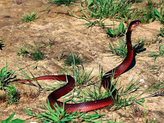 Red snake curling grass desert - animal photography free wallpaper
