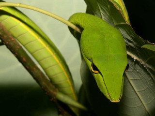 Green lizard leafy illustration blurry - a green lizard free wallpaper
