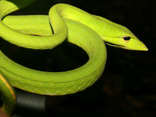 Green snake curled branch tongue - an illustration free wallpaper for desktop