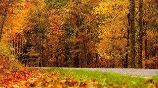 Autumn leaves forest fire burnt - a few tree free wallpaper