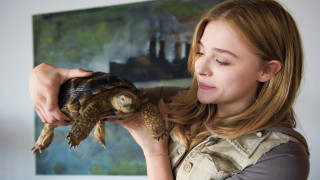 Woman holding turtle smile naturalism - constanceanne parker free wallpaper for desktop
