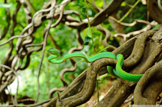 Green snake crawling tree branch 2 - a green snake free wallpaper