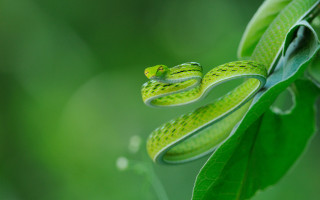 Green snake leafy branch water - free nature wallpaper