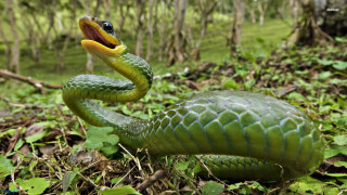 Green snake yellow mouth black - an illustration free wallpaper