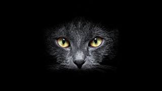 Black cat yellow eyes closeup 2 - the dark background free wallpaper