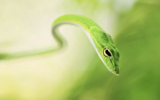 Green snake black eye blurry - focus free wallpaper