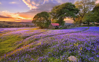 Purple flower field sunset horizon - a house in the background free wallpaper