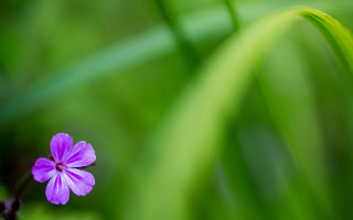 Purple flower grass macro blurry - a purple flower free wallpaper