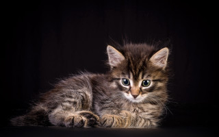 Small kitten black surface blue - a black surface free wallpaper for desktop