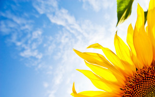 Sunflower blue sky clouds summer - a sunflower free wallpaper