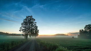 Dirt road tree sunset misty - arvid nyholm free wallpaper