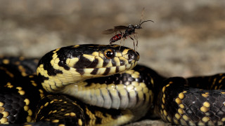 Mosquito snake rock sun fly - its back free wallpaper for desktop