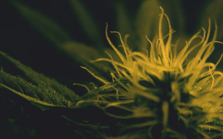 Sunflower macro blurry background nature - a close up of a flower free wallpaper for desktop