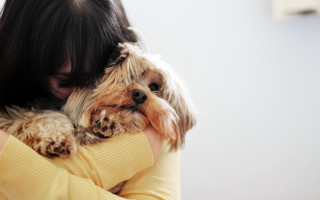 Woman dog yellow sweater tachisme - a yellow sweater free wallpaper