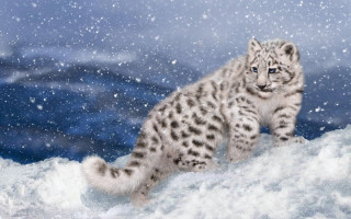 Snow leopard cub running snow - blue sky free wallpaper for desktop