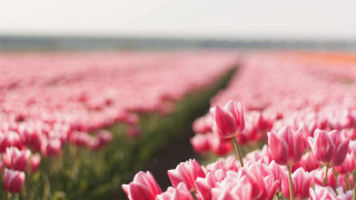 Pink tulips blurry background spring - dirck van der lisse free wallpaper for desktop