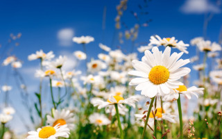 Daisy field blue sky bokeh 3 - a field of daisies free wallpaper
