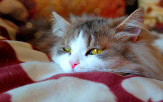 Cat blanket yellow eyes red - a red nose free wallpaper