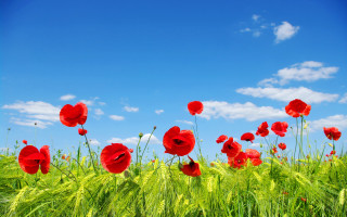 Red flower field blue sky 5 - red flower free wallpaper for desktop