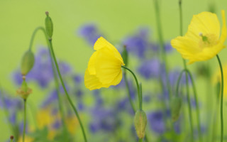Yellow flowers field bokeh green - blue flower free wallpaper