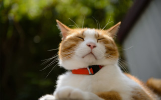 Cat closed eyes red collar - its neck free wallpaper