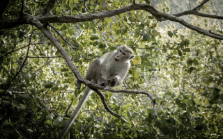 Monkey branch forest nature photography - a tree branch in a forest area free wallpaper for desktop
