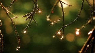 Water drops branch bokeh light - a blurry background of trees free wallpaper for desktop