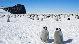 Penguins snow mountain sky winter - a group of penguins free wallpaper
