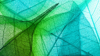 Leaf green blue yellow mandelbrot - a close up of a leaf free wallpaper