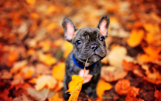 Small dog leaves stick autumn - a small dog free wallpaper