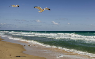 Birds beach ocean sunny sky - bracha l. ettinger free wallpaper