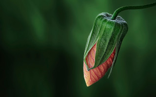 Flower long stem red green - a long stem free wallpaper